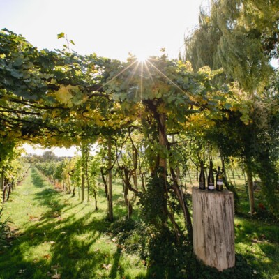 Inmitten der Weingärten